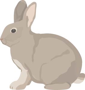 rabbit