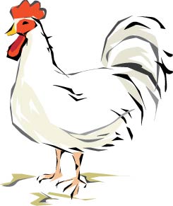 rooster